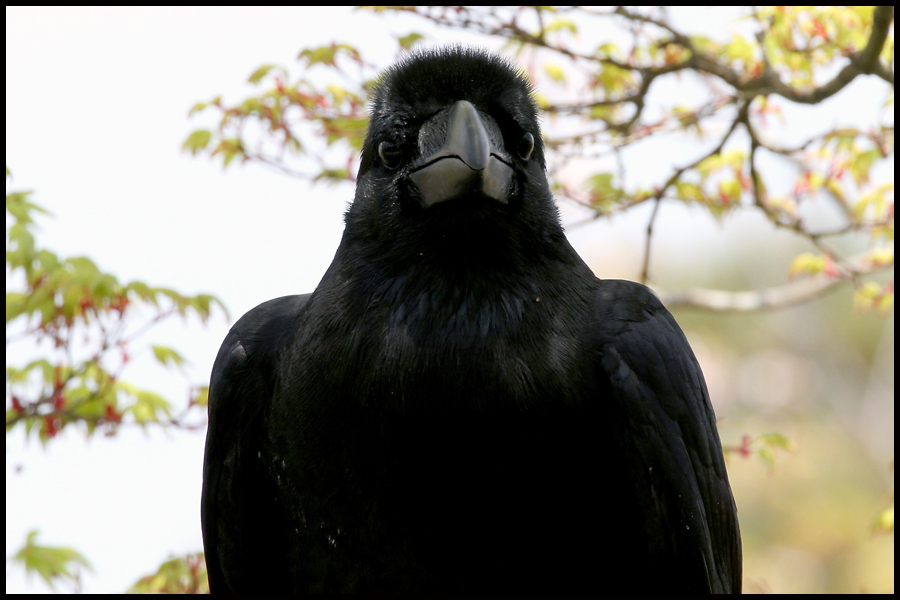 The Crow, Kyoto