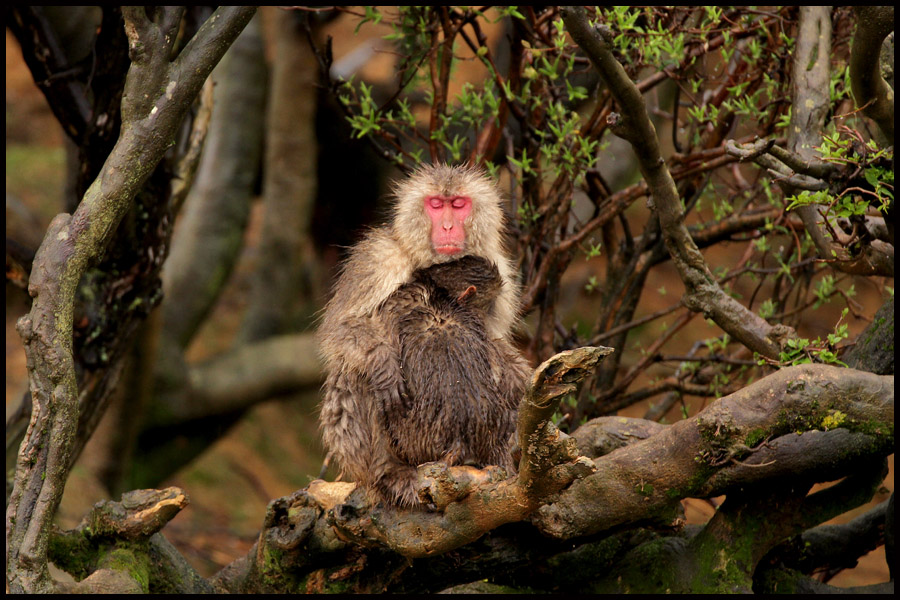 Japanese Macaque Monkey